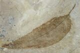 Miocene Fossil Leaf (Cedrela) - Nebraska #132994-1